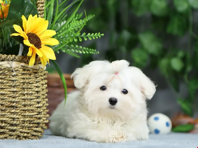 Maltese Terrier Milton