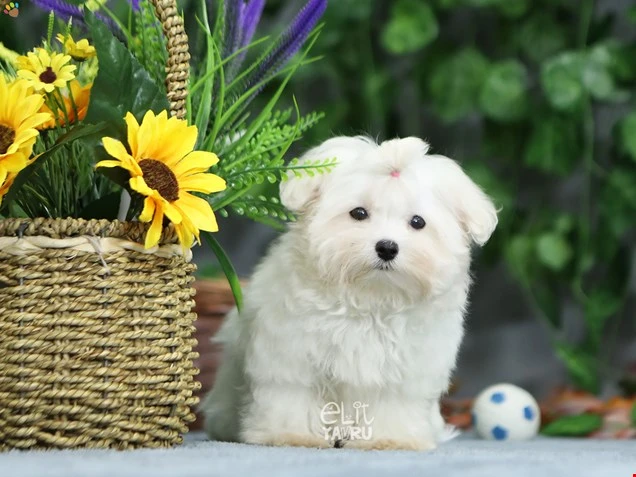 Maltese Terrier Milton 1