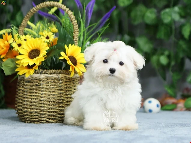 Maltese Terrier Milton 3