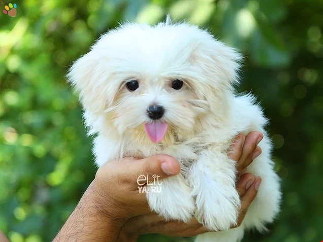  Mimi