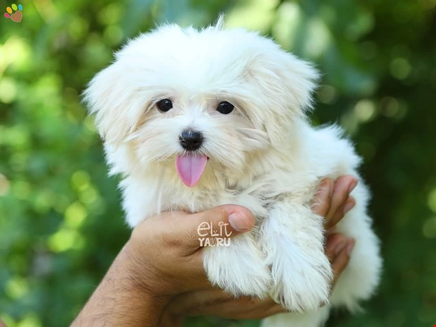  Mimi 1