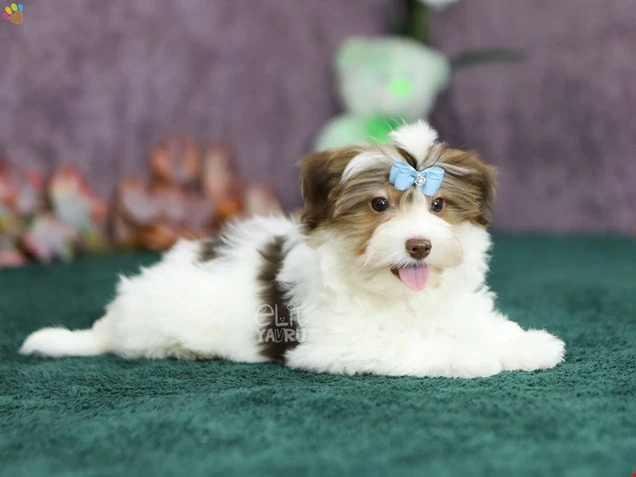 Morkie Mischief