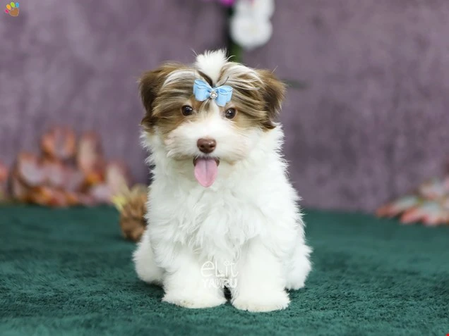 Morkie Mischief 2