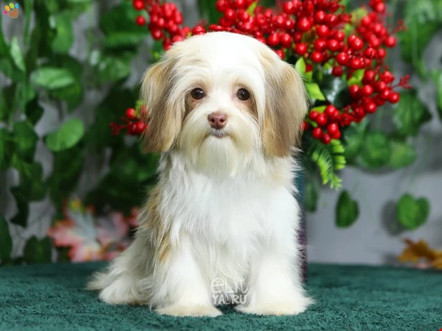 Morkie Miu