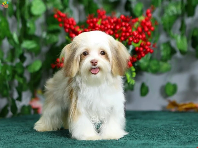 Morkie Miu 1