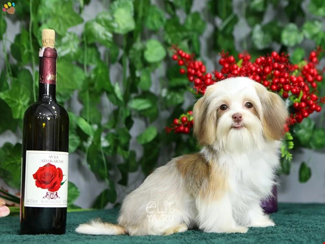 Morkie Miu 3