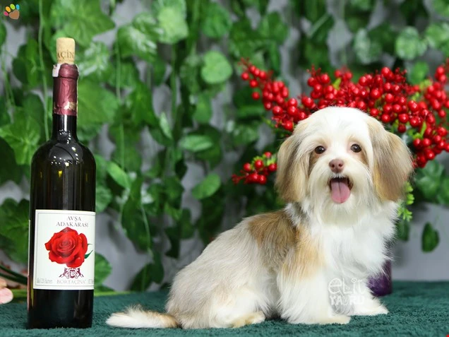 Morkie Miu 2