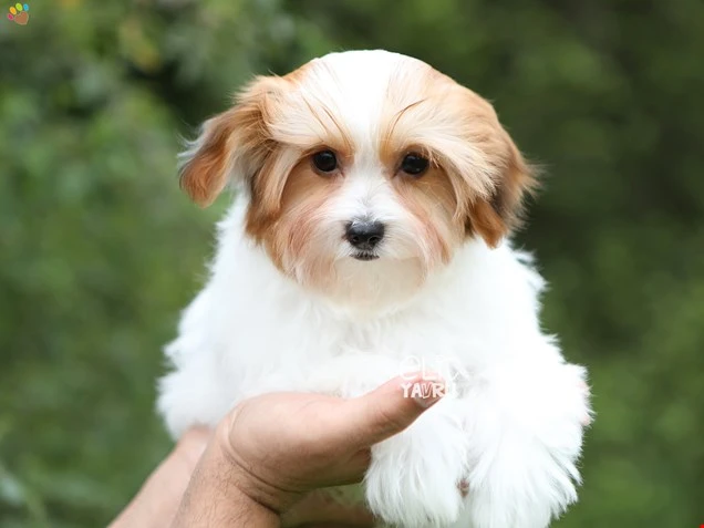 Morkie Moe