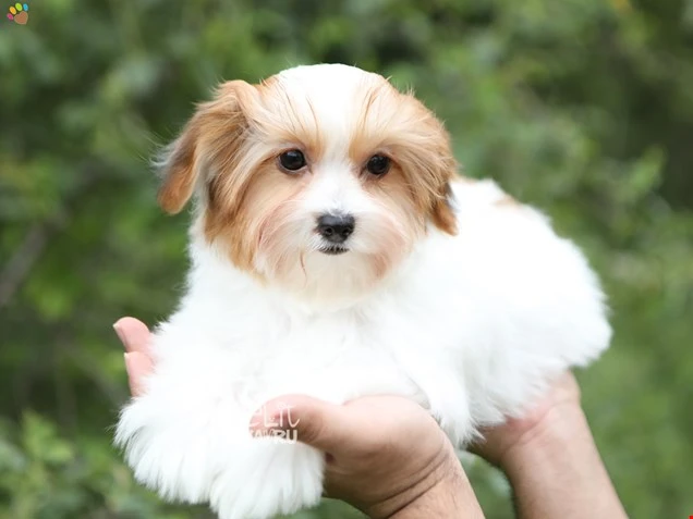 Morkie Moe 2