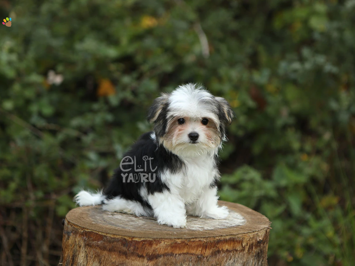 Morkie Gigi 3