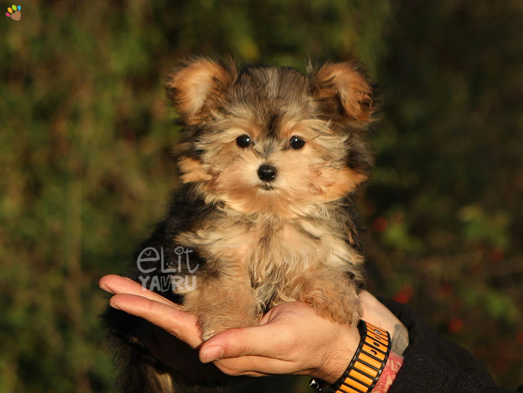 Morkie Tiny
