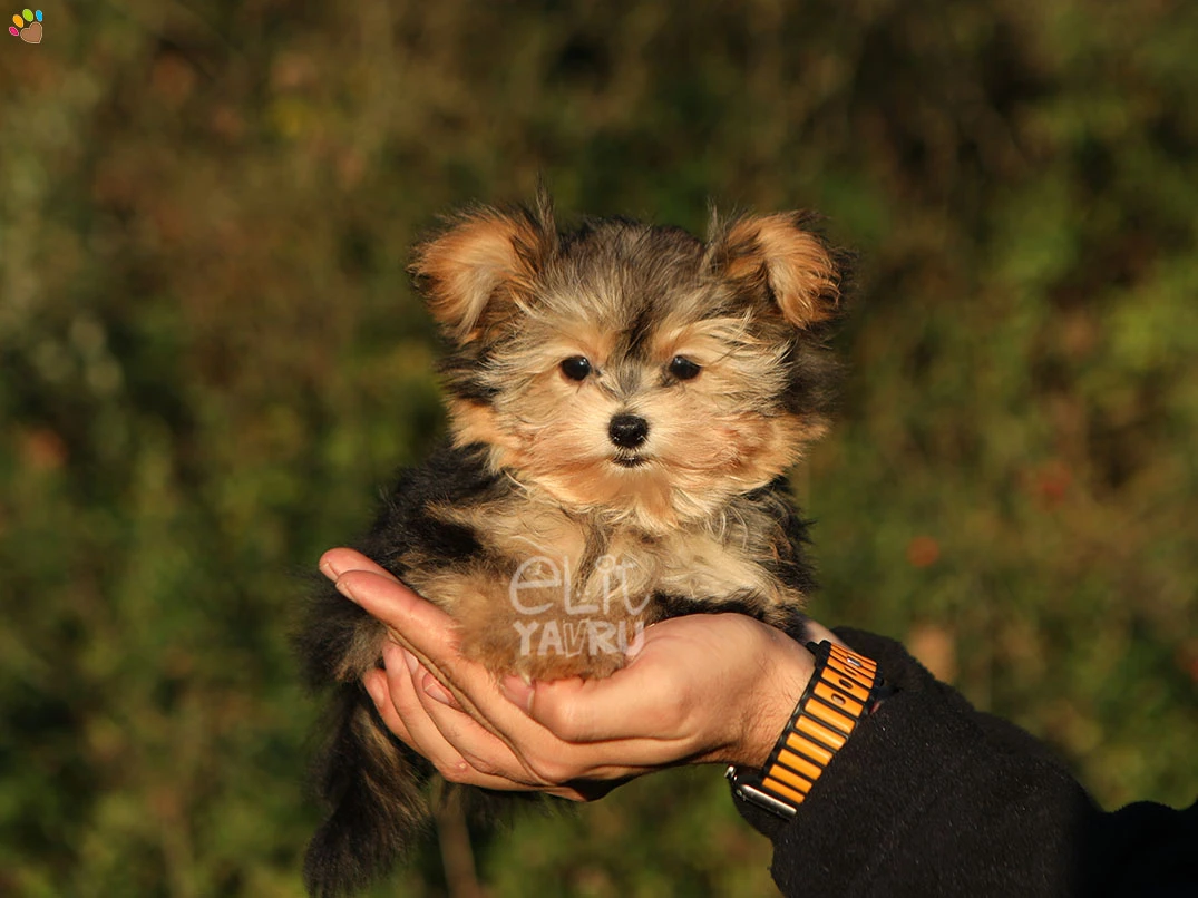 Morkie Tiny 2