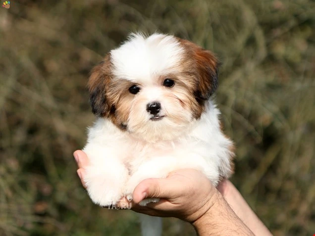 Morkie Nacho