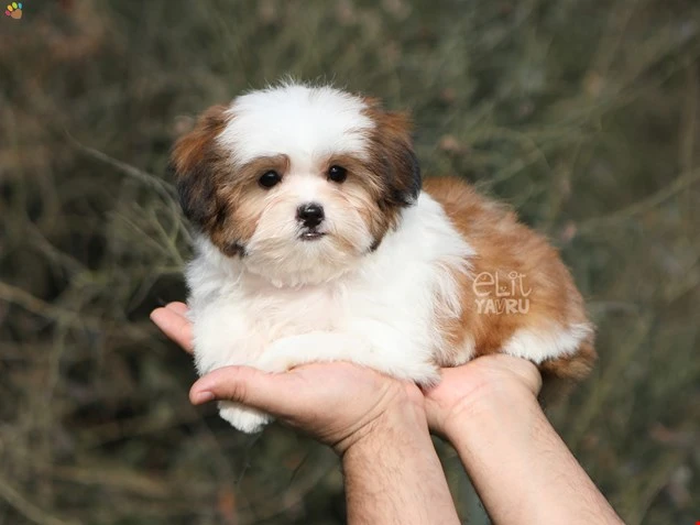 Morkie Nacho 1