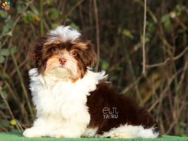 Morkie Nanosu