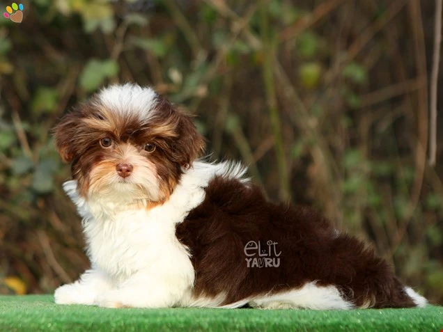 Morkie Nanosu 3