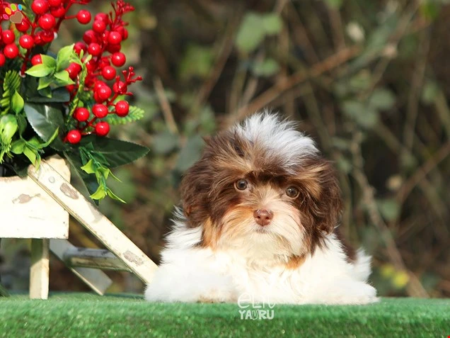 Morkie Nanosu 1