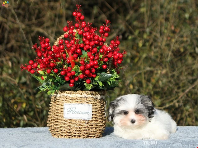 Morkie Nash