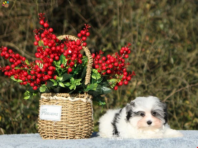 Morkie Nash 2