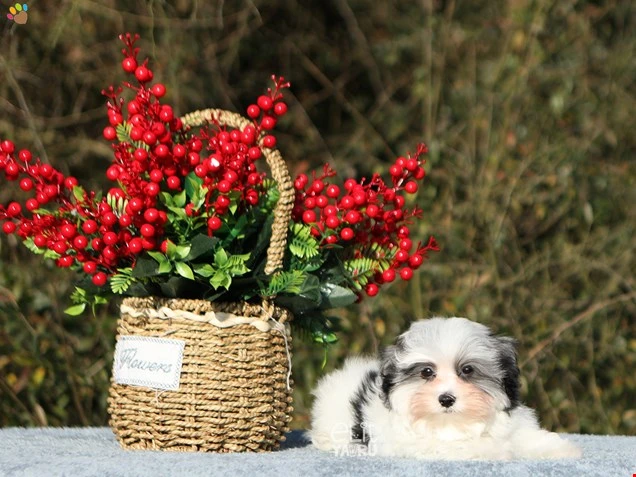 Morkie Nash 1