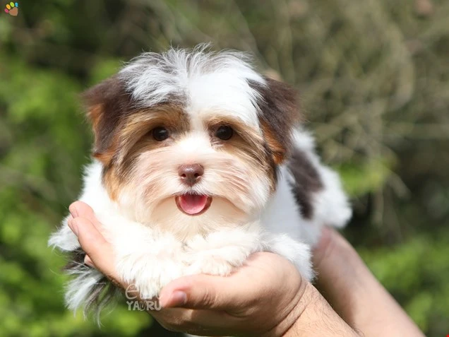 Morkie Neo