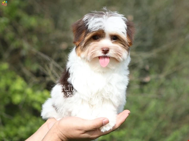 Morkie Neo 1