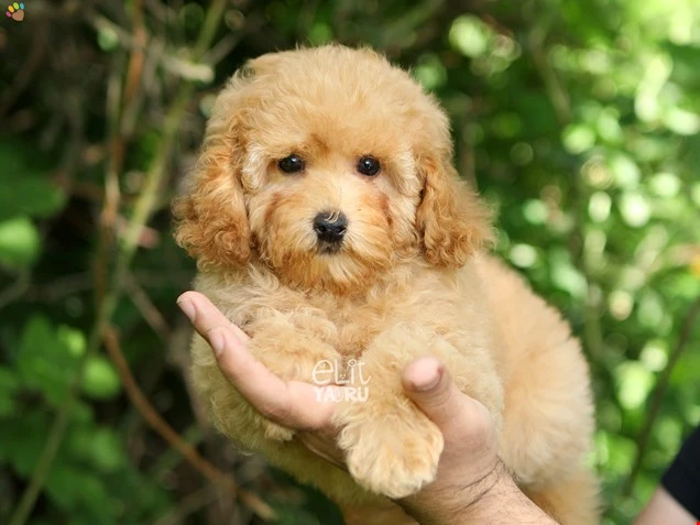  Nugget 1