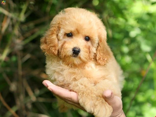  Nugget 2