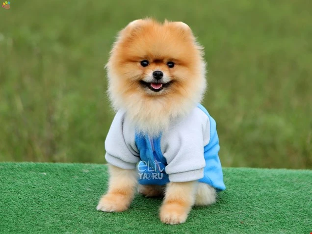Pomeranian Pascal