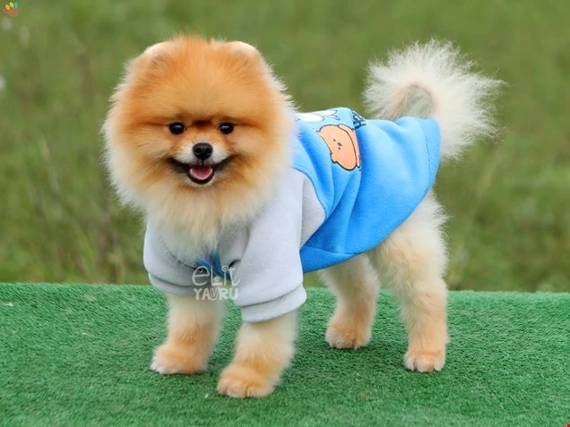 Pomeranian Pascal 1