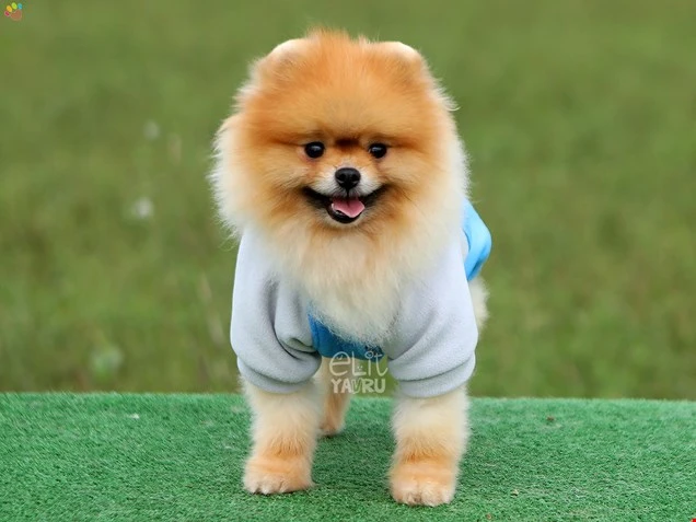 Pomeranian Pascal 2