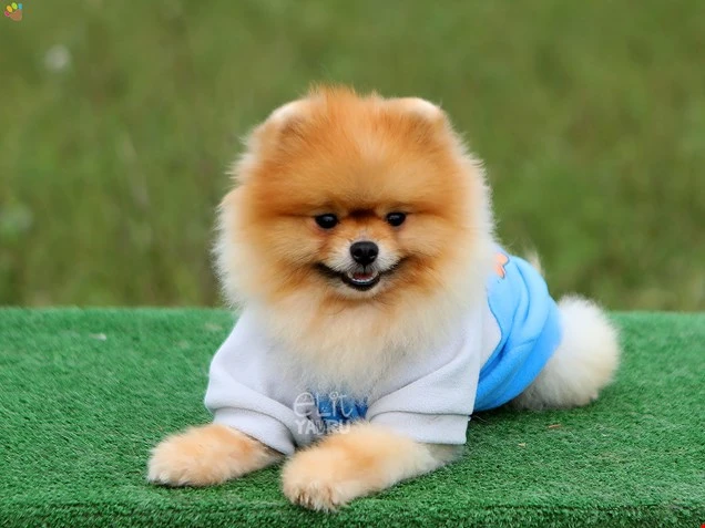 Pomeranian Pascal 3