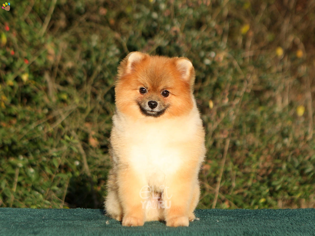 Pomeranian Alfie 2