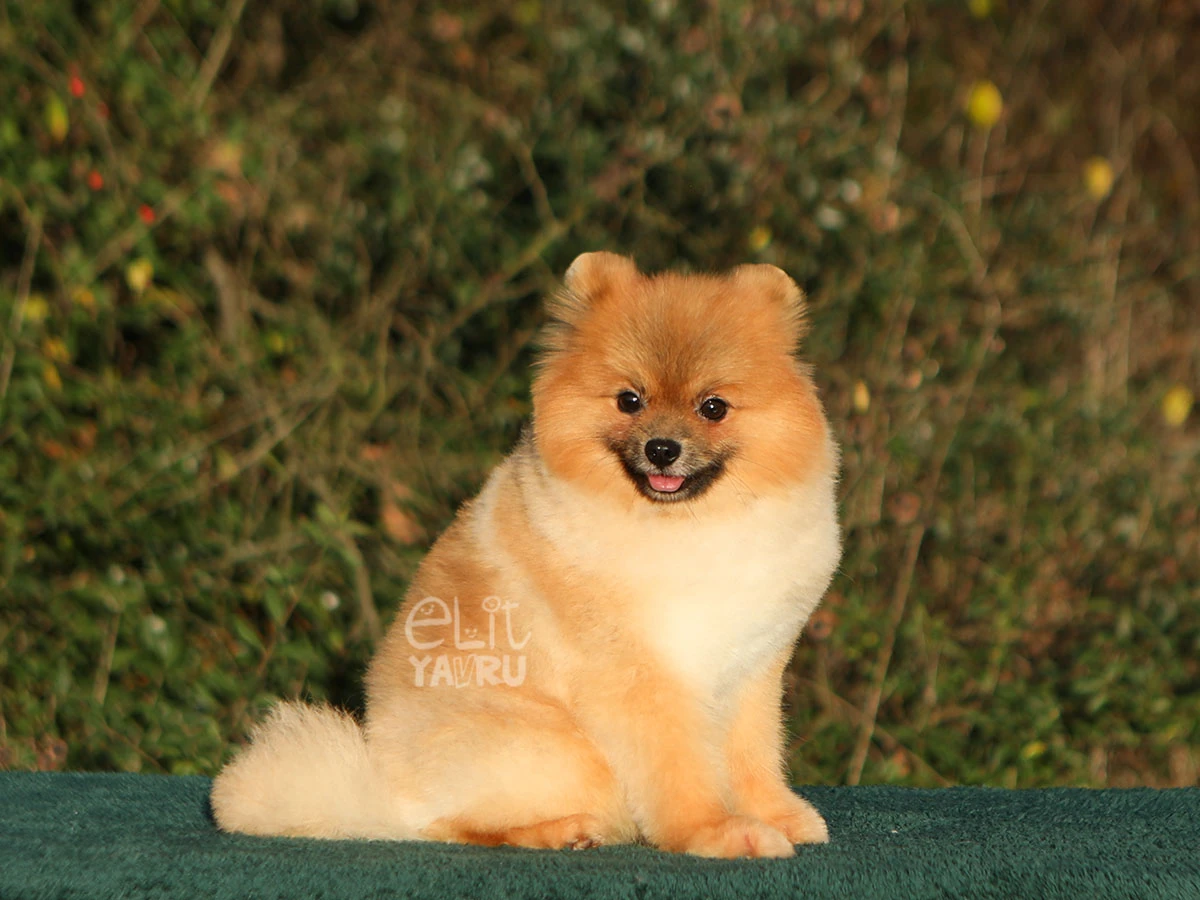 Pomeranian Alfie 3