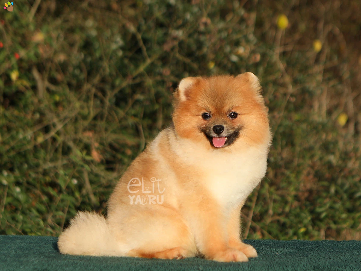 Pomeranian Alfie