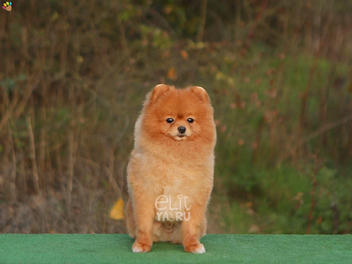 Pomeranian Toby 3