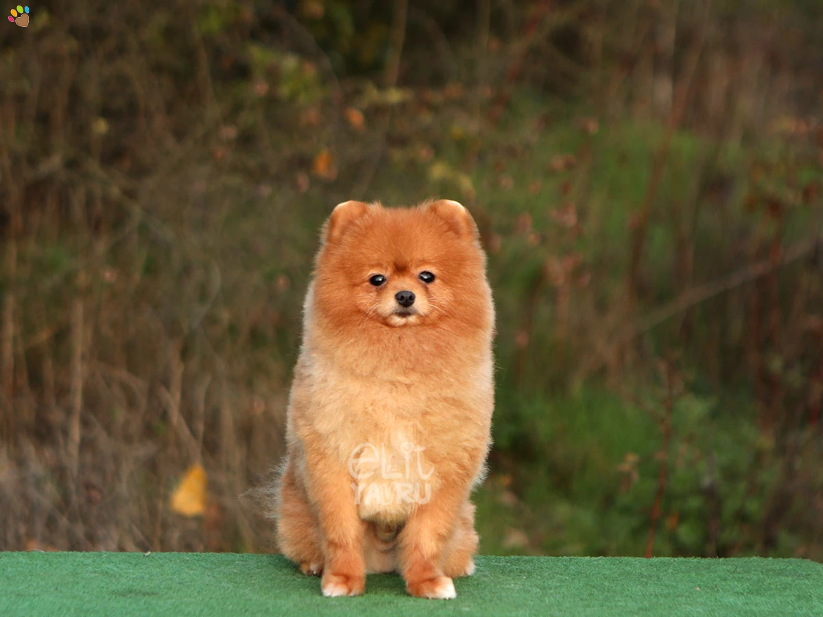 Pomeranian Toby
