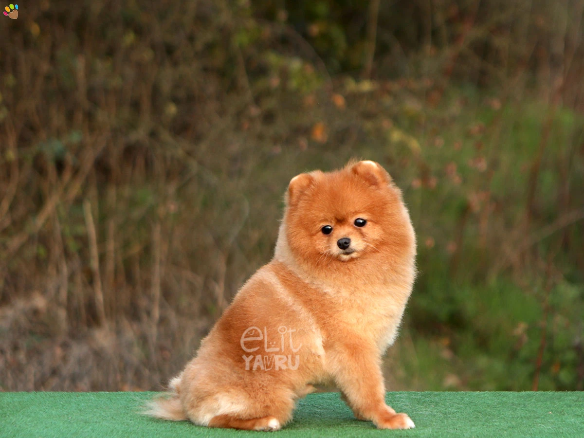 Pomeranian Toby 2