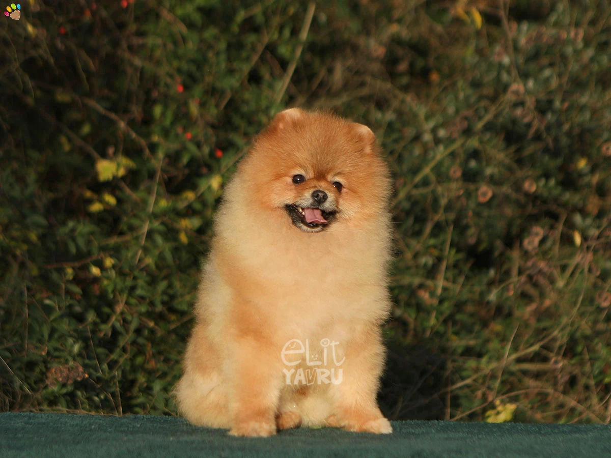 Pomeranian Tofu 2