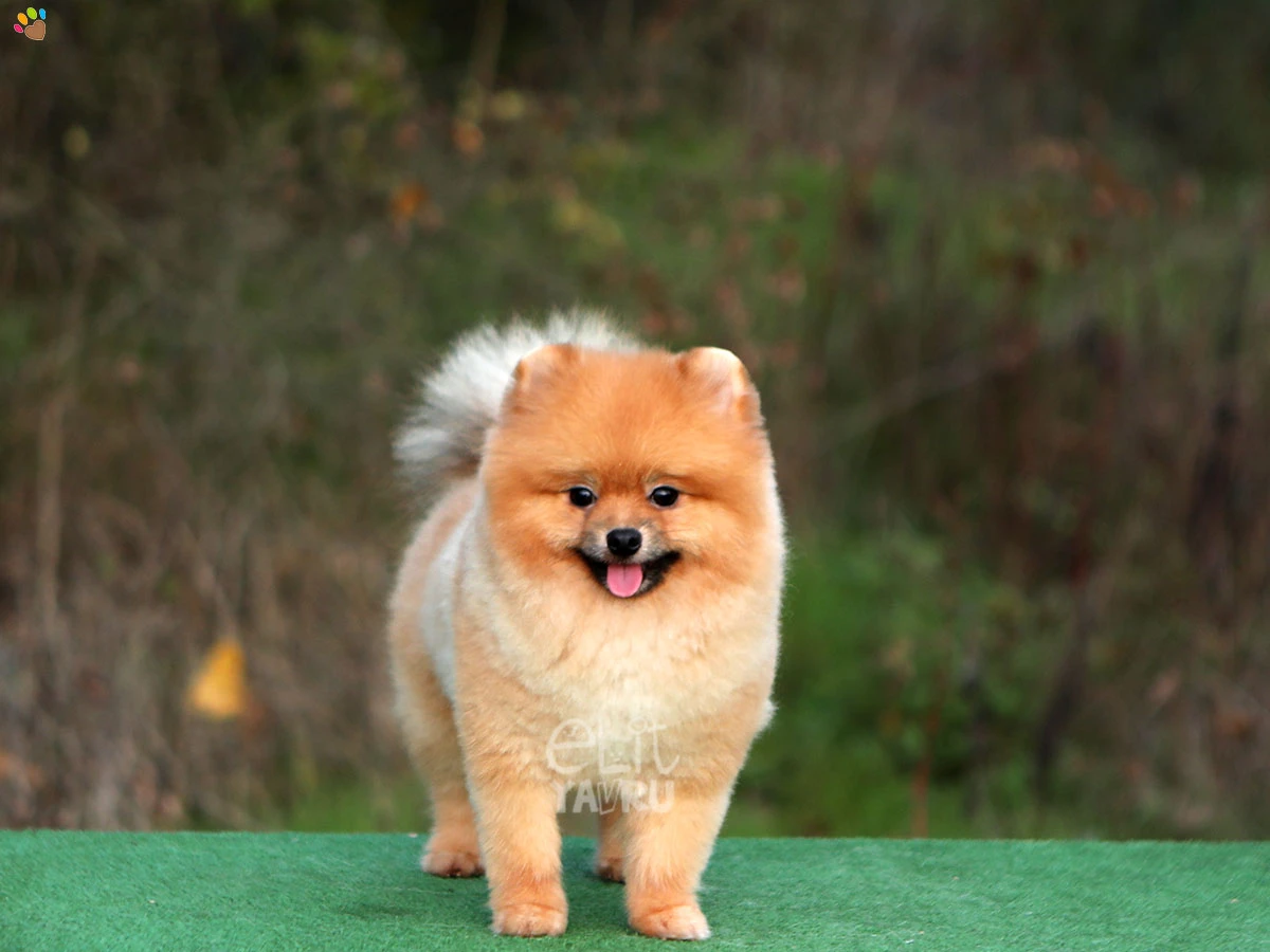 Pomeranian Sunny