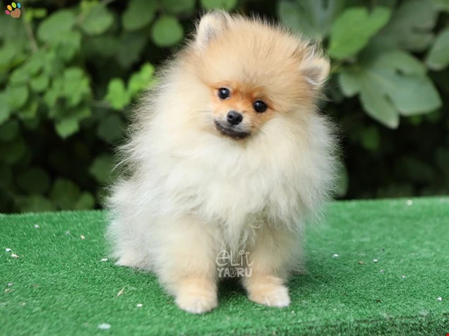 Pomeranian Pongo