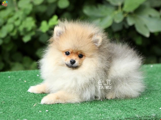 Pomeranian Pongo 2