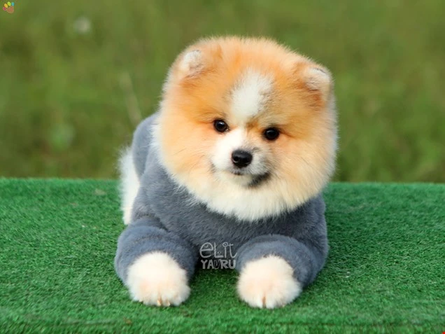 Pomeranian Rafy 1