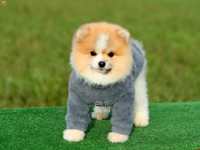 Pomeranian Rafy 2