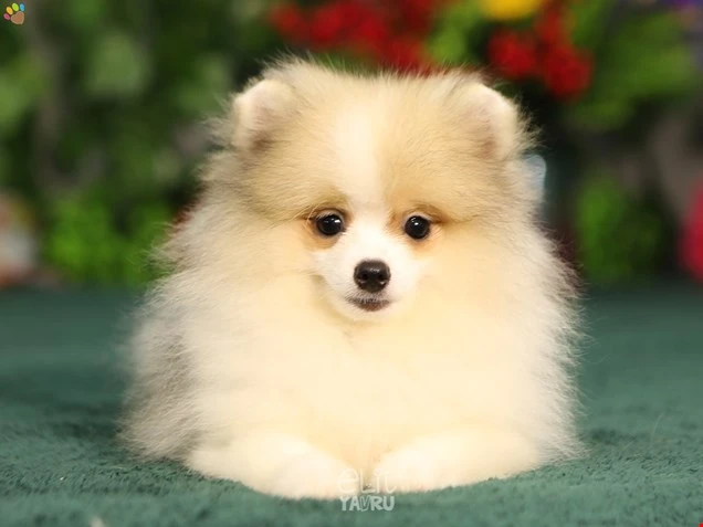 Pomeranian Ramon