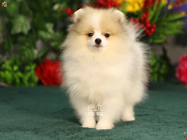 Pomeranian Ramon 2