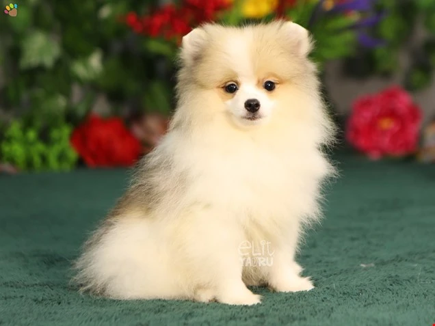Pomeranian Ramon 1
