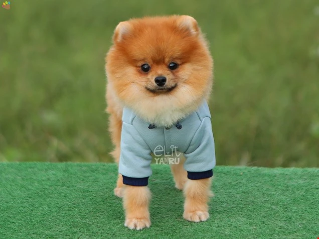 Pomeranian Raul 2