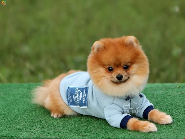 Pomeranian Raul 1