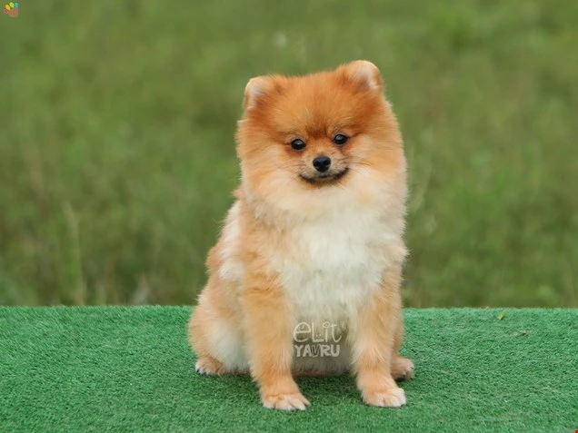 Pomeranian Raul